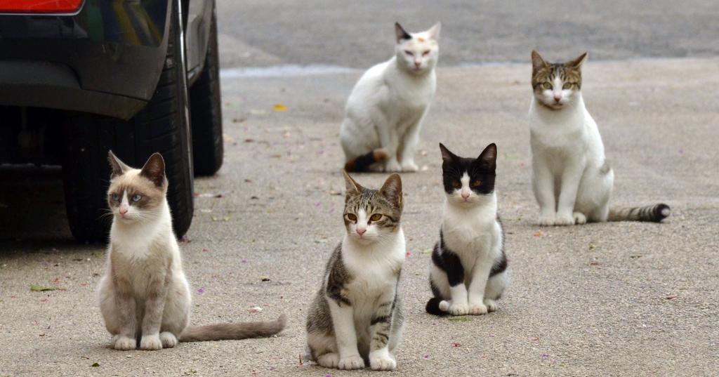 [MAJ] Bagnols-sur-Cèze réitère sa campagne de stérilisation des chats errants